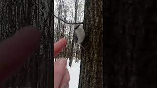 Не все слышали как поёт поползень / Not everyone has heard how the nuthatch sings