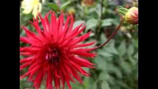 Красные георгины / Red Dahlia