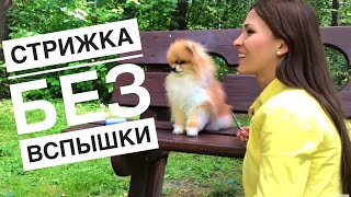 ГРУМИНГ ШПИЦА НА ДОМУ.КАК Я СТРИГУ СВОЮ СОБАКУ