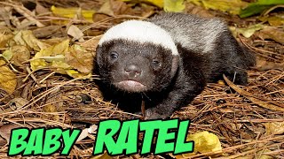 Апгрейд зубочистки для максимального комфорта. [Caddx Baby Ratel]