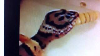 Geko leopardino che mangia