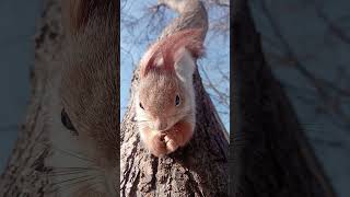 Белка и орешек / Squirrel and nut