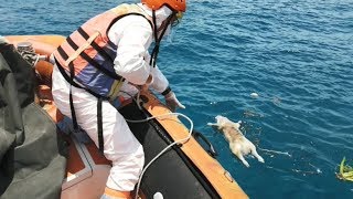 屏東小琉球發現一漂流死豬 20190526 公視中晝新聞