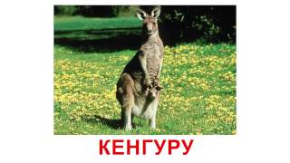 Картки Домана - Дикі тварини (українською)