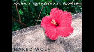 Journay to the Bud to flower; by naked wolf