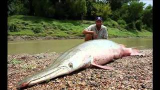 World Record Alligator Gar - Top 10 Monster Aligator Gar