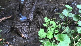 Urban Jeans baggy mud