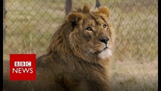Lion kings: Rescued from war - BBC News