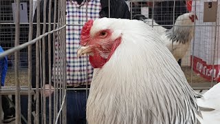 СТРИМ С ВЫСТАВКИ ПОРОДНЫХ КУР Гордость России. 25 января 2020 в 11:00мск
