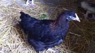 Poules de races