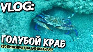 VLOG: ТУРЕЦКИЙ ГОЛУБОЙ КРАБ / Андрей Мартыненко
