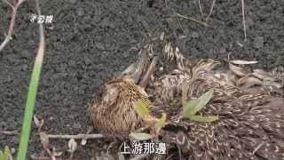 我們的島 第800集 候鳥捎來的死亡訊息 (2015-03-23)