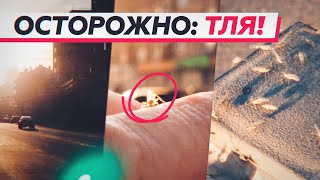 Нашествие тли: в Красноярске тысячи мошек заполонили улицы города