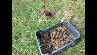 РАКОЛОВКА 170 ЧАСОВ ПОД ВОДОЙ. РАКОЛОВКА ПРОСТОЯЛА 7 СУТОК. ЛОВЛЯ РАКОВ РАКОЛОВКАМИ. РАКОЛОВКА