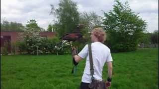 Flying Sky my Harris Hawk