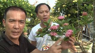 VUA MẪU ĐƠN, PHÂN BIỆT MẪU ĐƠN QUÝ, BẠN KHÔNG NÊN XEM VIDEO NÀY NẾU KHÔNG YÊU MẪU ĐƠN