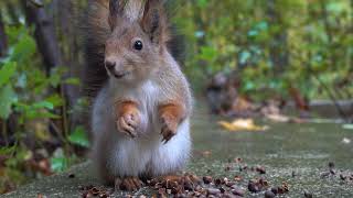 Две белки / Two squirrels
