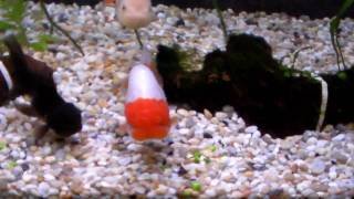 125 gallon Ranchu and Oranda fish tank
