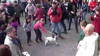 Bendición de los animales San Antón 2018