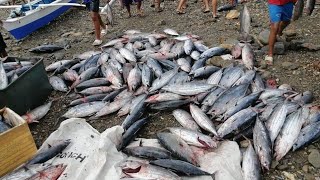 Hundreds of Tulingan Comes Our from the Sea in  Sawang Romblon Philippines