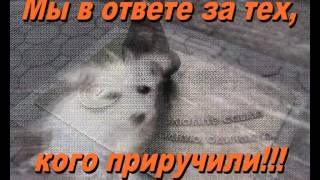 Ролик о приюте для животных АЛИСА (г. Рубцовск), ТВ Пятница