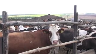 В Троицком районе Луганской области  массово вырезают рогатый скот