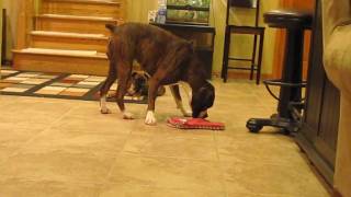 Brock the Boxer: KEEP AWAY with Jack the Boxer!