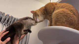キャットタワーの上でカワウソと猫が出会った結果… Otter trying to climb the cat tower
