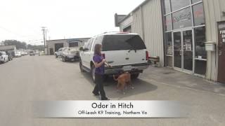 Pit Bull on Drug Detection! Dog Training and Pit Bull Training, Northern Virginia