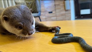 蛇おもちゃに対するカワウソと猫の反応が可愛かった！ The reaction of the otter and the cat to the snake toy was adorable!