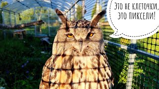 Кошка Морошка всё растёт и помогает делать сове красивое. А сову в клеточку видели?