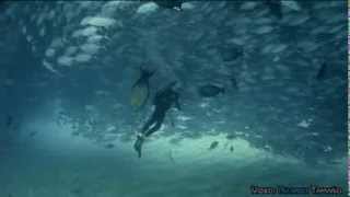 Diving in Cabo Pulmo