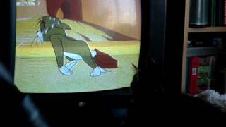 Kitten surprise.)The smart kitten came to watch Tom & Jerry .
