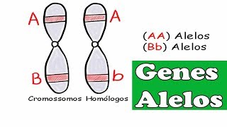 Genes Alelos   conceitos de homozigoto, heterozigoto, dominante e recessivo