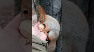 Длинноухий дал себя поймать / Long-eared let himself be caught