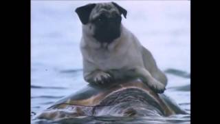 Pug's Adeventures 2 - Otis the pug surfing a turtle and playing with a fox