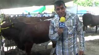 CON 6 MIL TOROS A GANADEROS, TAMAULIPAS ES EJEMPLO NACIONAL EN MEJORAMIENTO GENÈTICO. San Fernando.