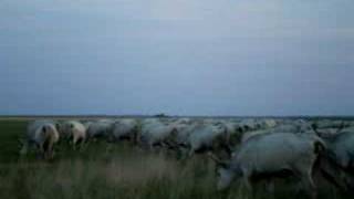 Szürkemarha gulya-Nagyiván határában