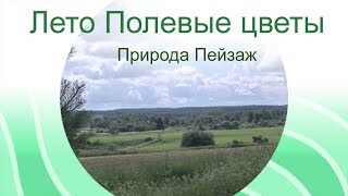 Лето Полевые цветы Природа Пейзаж