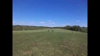 MOV00797 Ginger keeps up