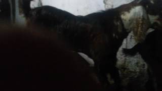 Goat mating