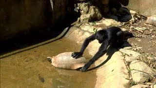 Curious monkey explores a tortoise