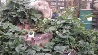 Wolf vs MALAMUTE (волк против маламута)