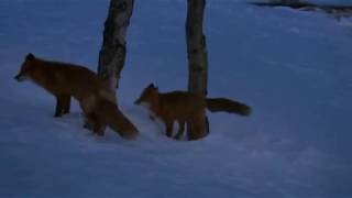 red fox mating ritual