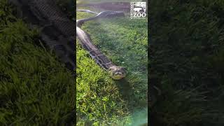 15 Ft Burmese Python Catching Some Rays on World Snake Day - Cincinnati Zoo #shorts