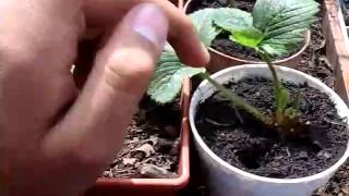 ¡¡¡¡LOS CUIDADOS DE LAS FRESAS !!!!