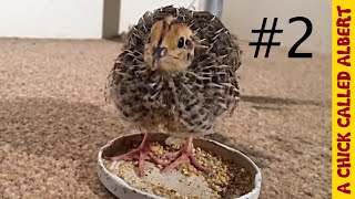 A giant leap - Alberts first flight