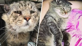 After rough street life, tomcat gets cushy retirement he deserves
