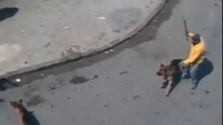 Собаки нападают на людей.Жестоко