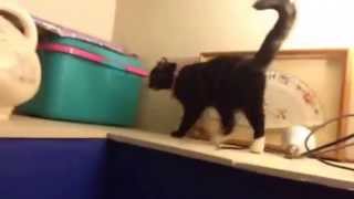 Tortoiseshell cat meowing